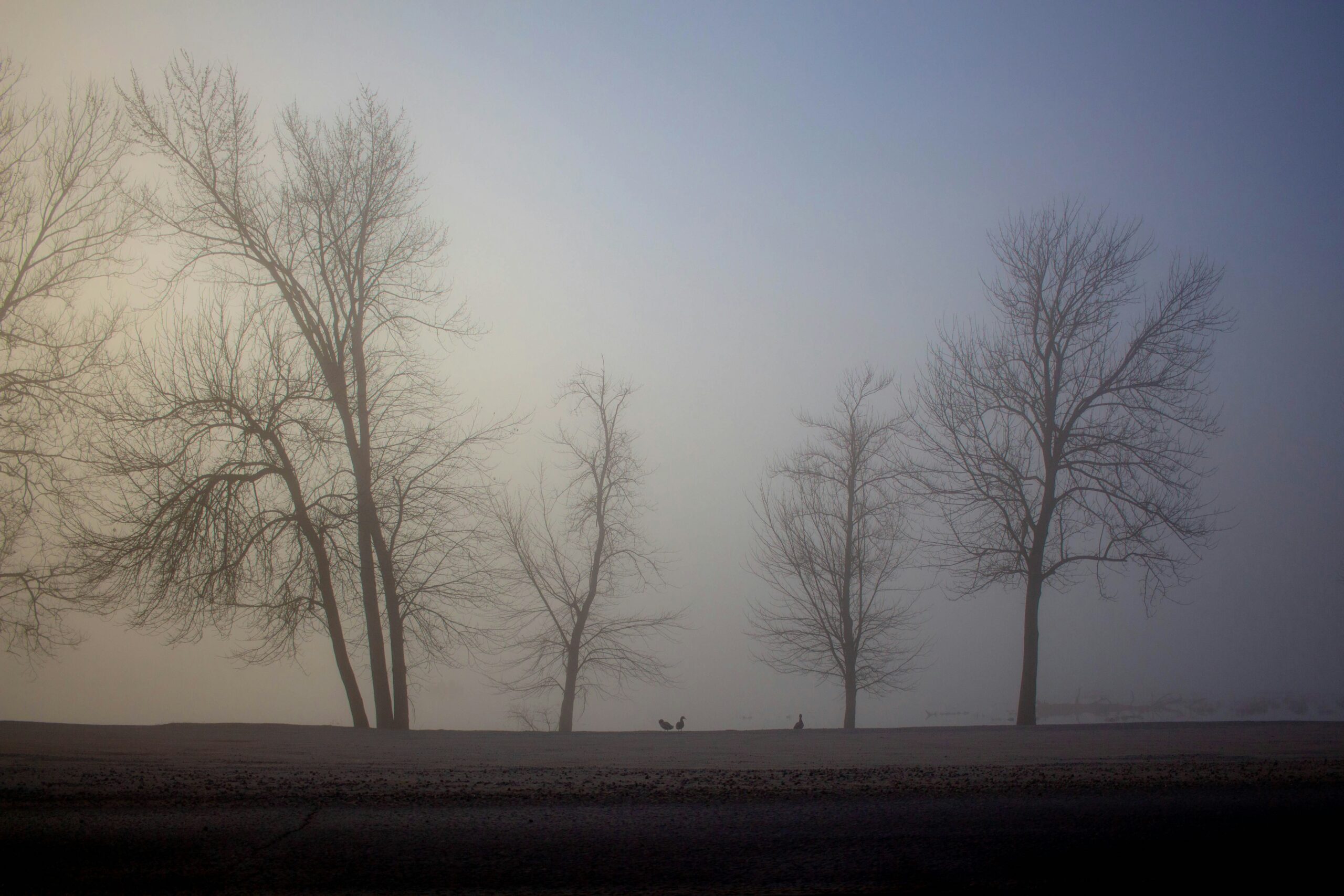 a foggy day with trees and a dog