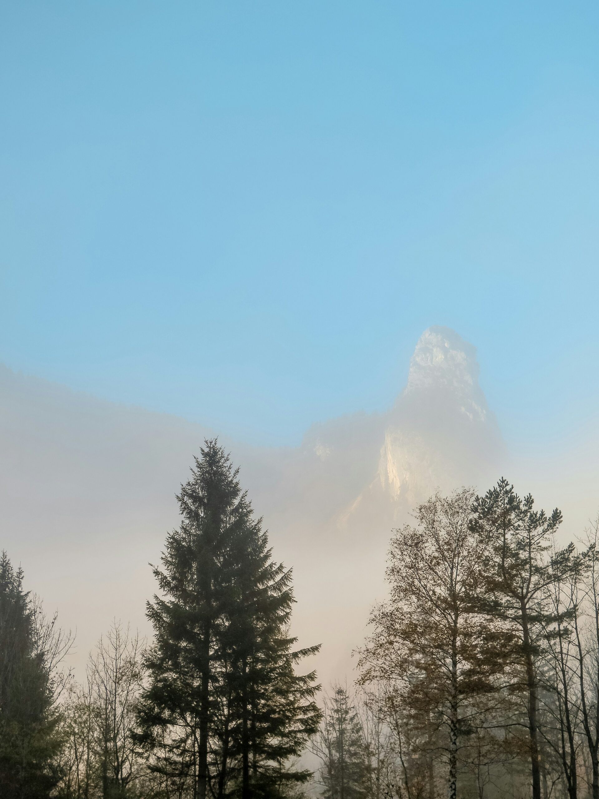 pine trees in a distance of mountain