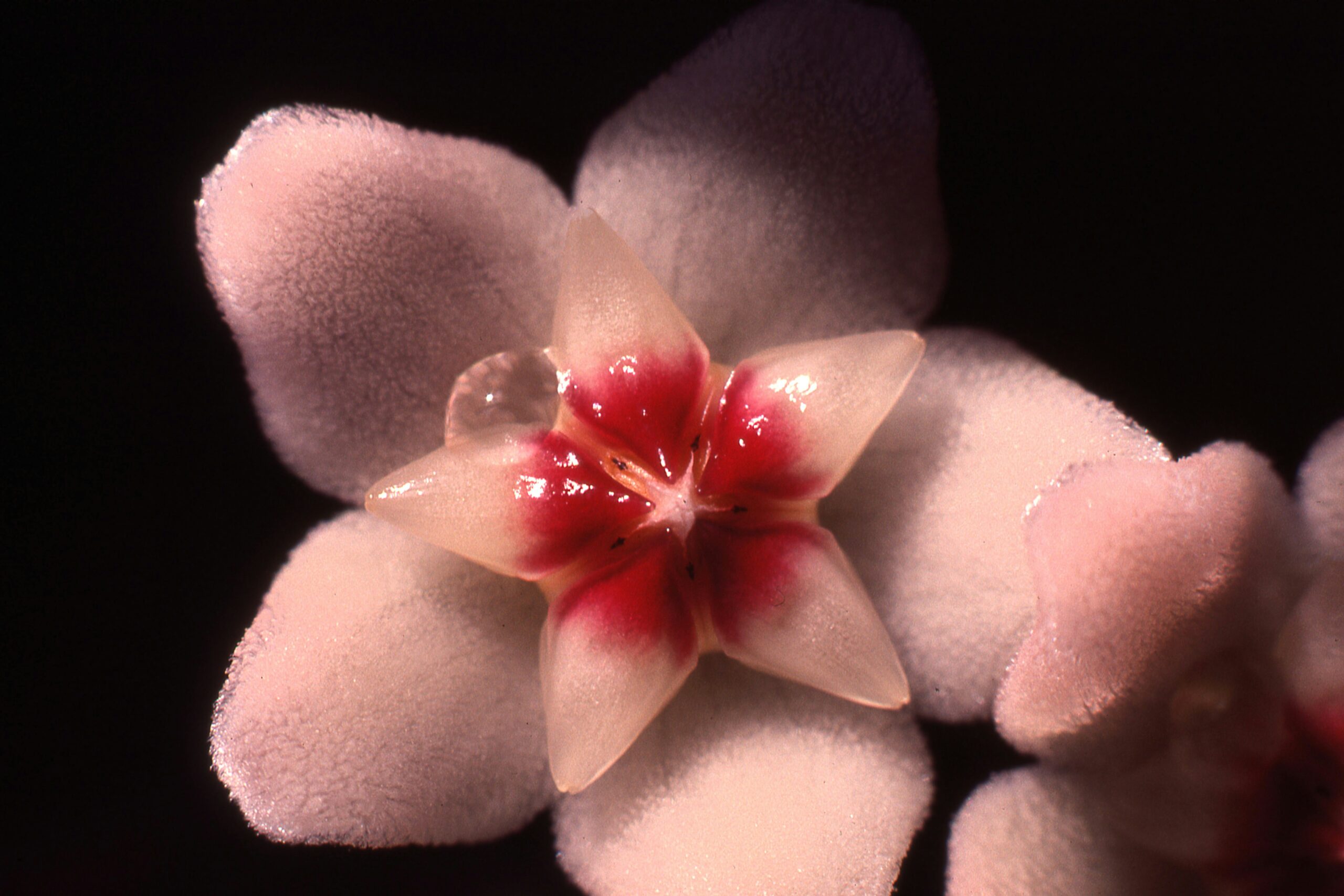 a close up of a flower on a black background